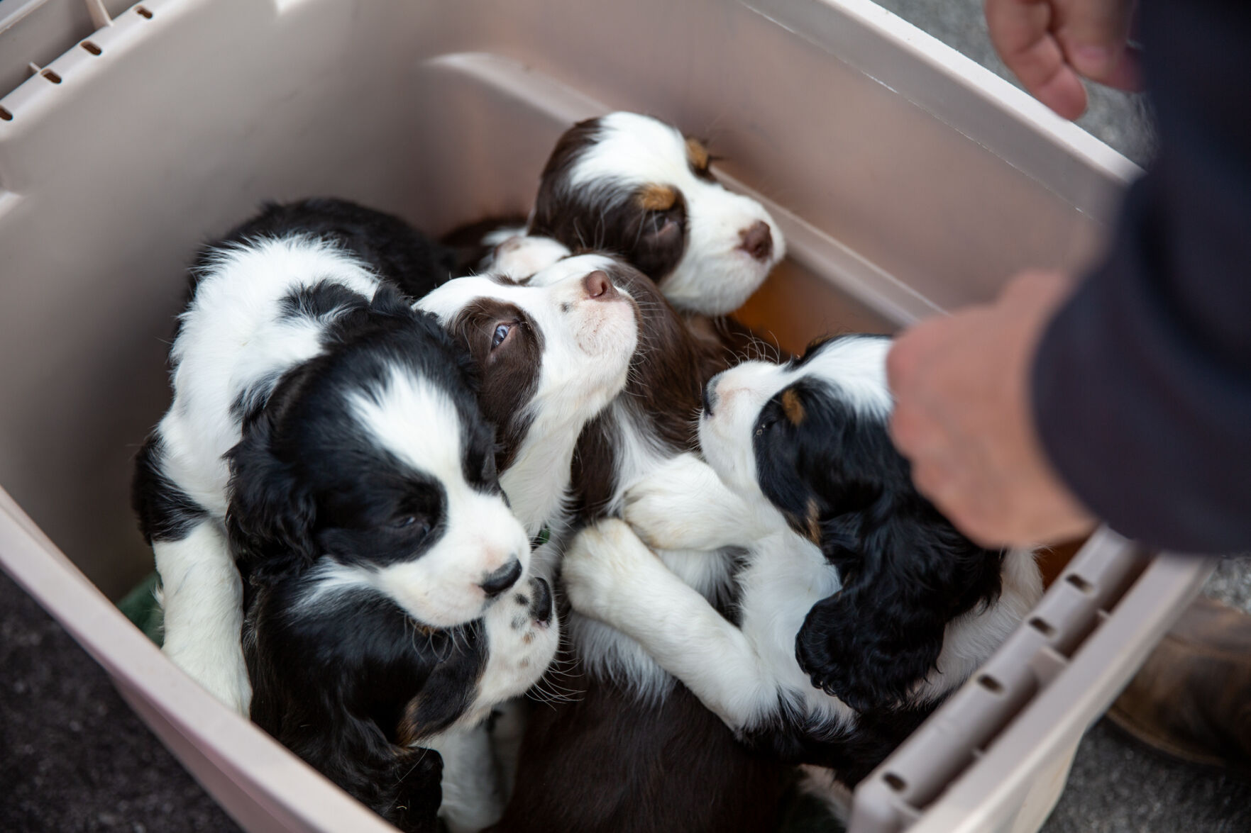 Veterinary offices face special challenges
